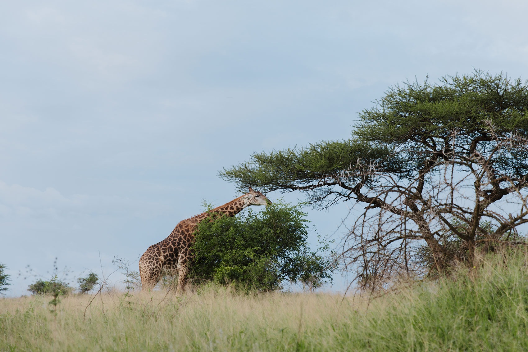 Giraffe browsing an acacia tree, Manyoni Private Game Reserve