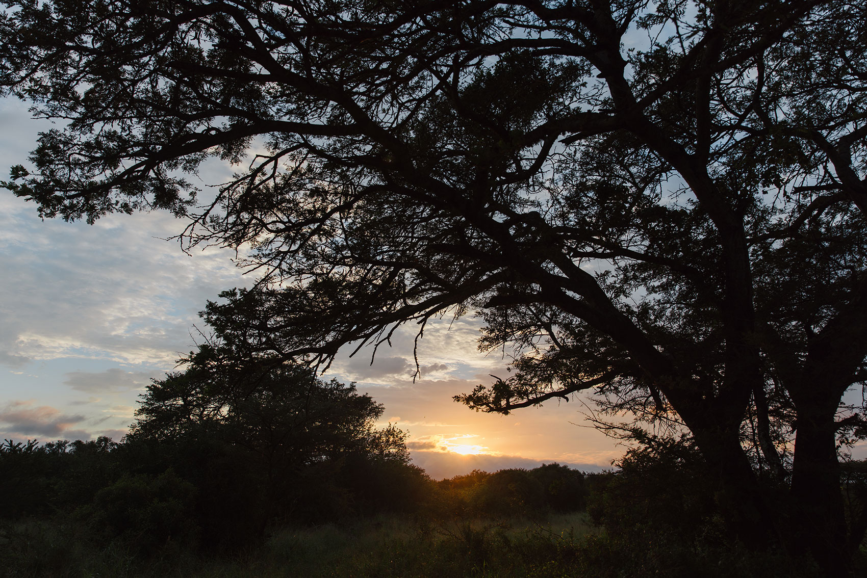 Acacia silhouette at sunset over the KwaZulu-Natal bush