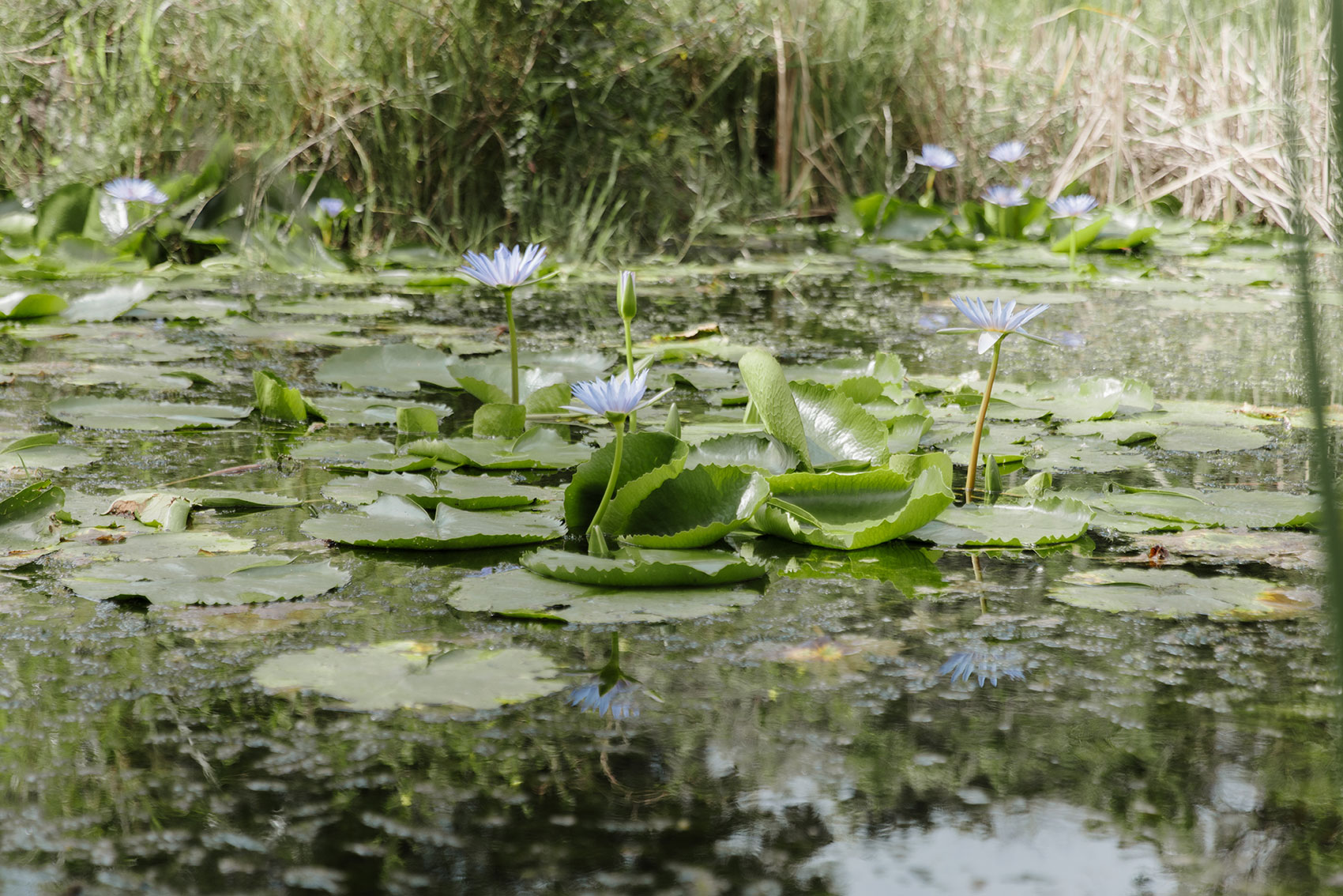 Blue water lilies flowering on the iSimangaliso wetland estuary