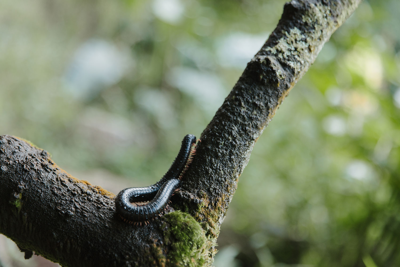 A millipede on a mossy branch in the KwaZulu-Natal coastal forest