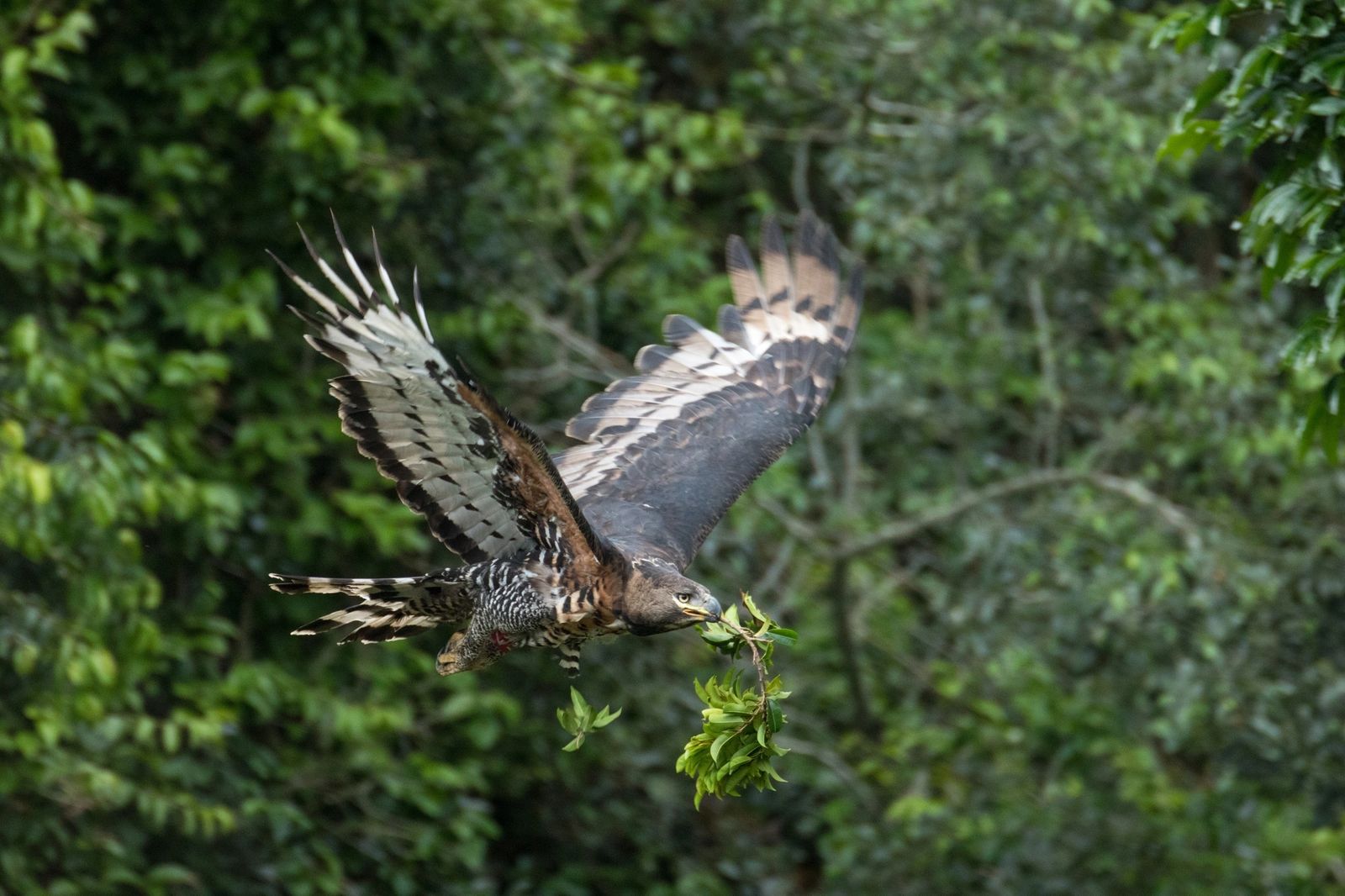 Cover image for: The Durban Crowned Eagle Research Project