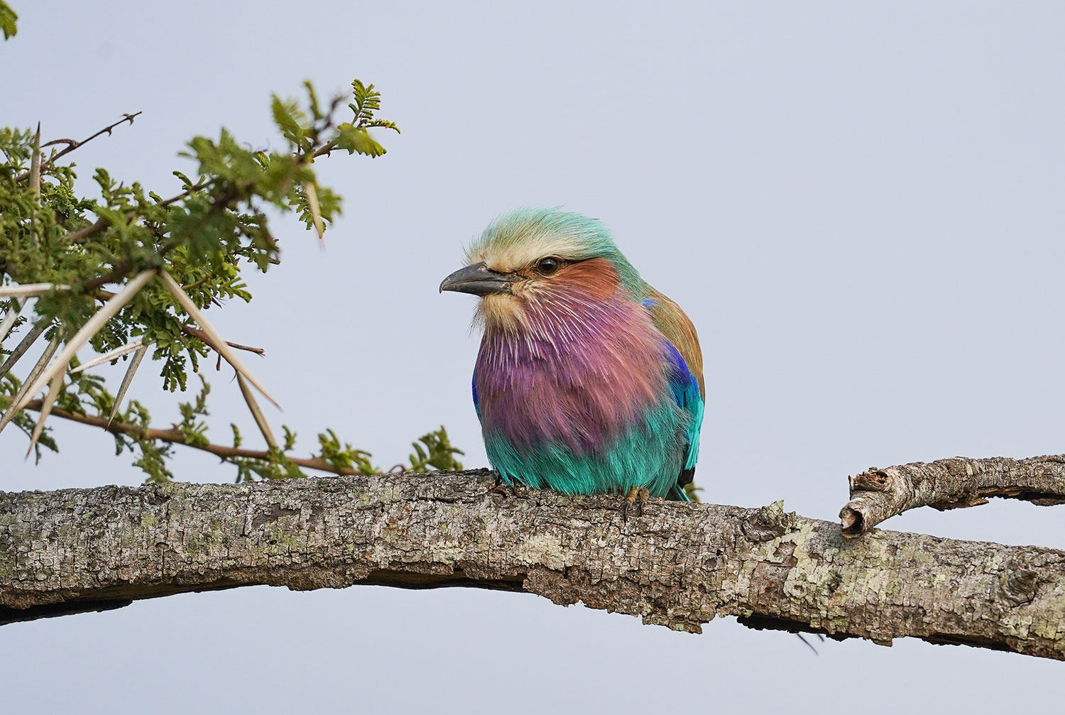 Lilac-breasted roller perched on a branch
