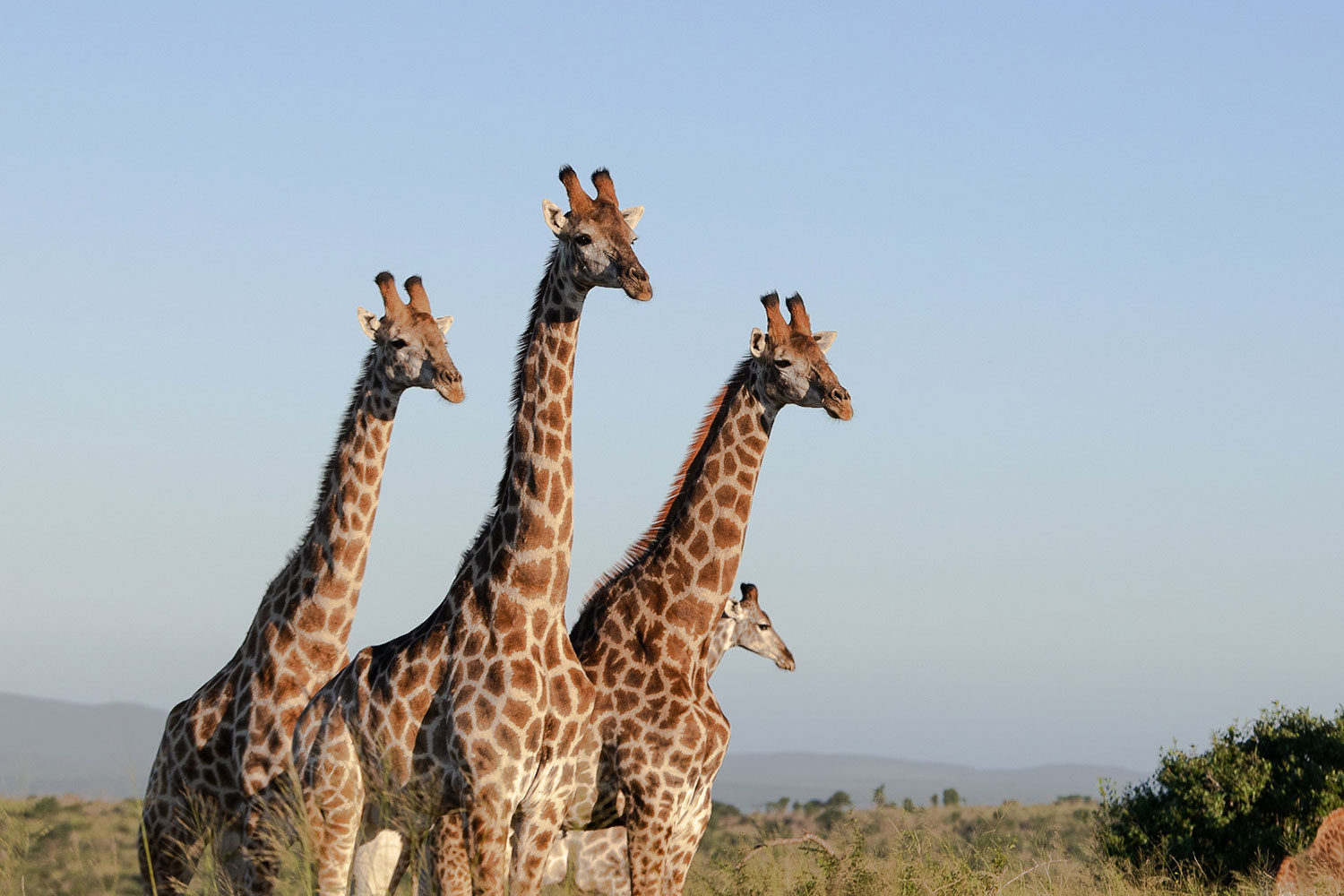 Three giraffes standing together on the savanna