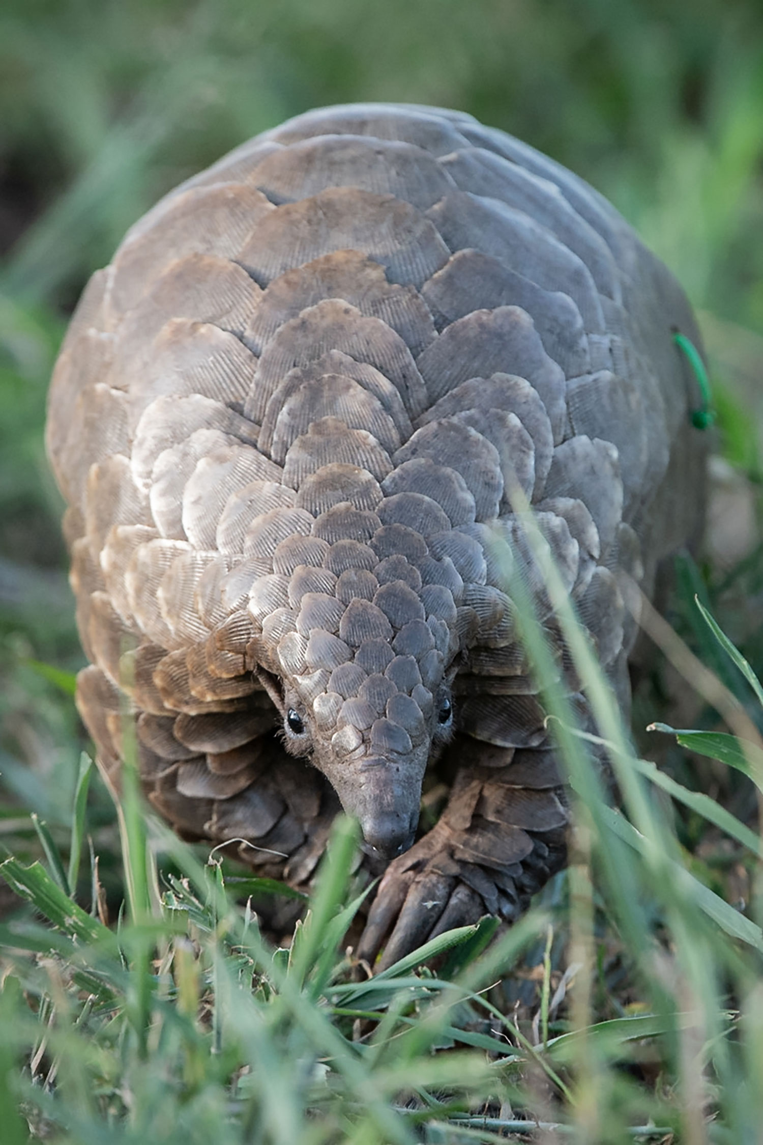 Pangolin foraging in the grass, one of Africa's most trafficked mammals