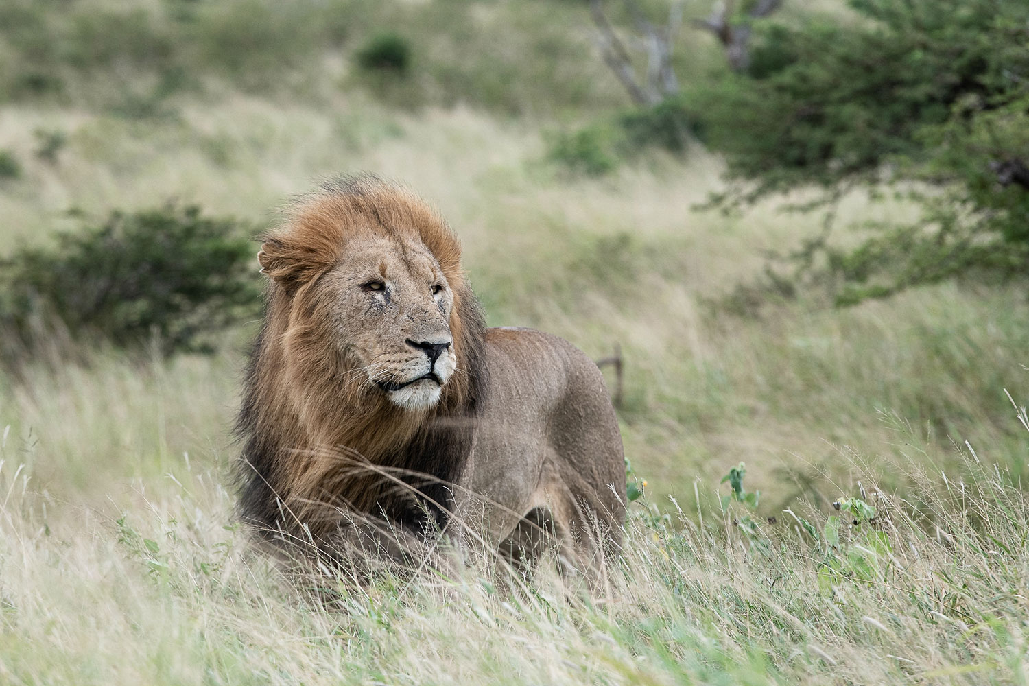 Lion resting in golden grass in Big Five country
