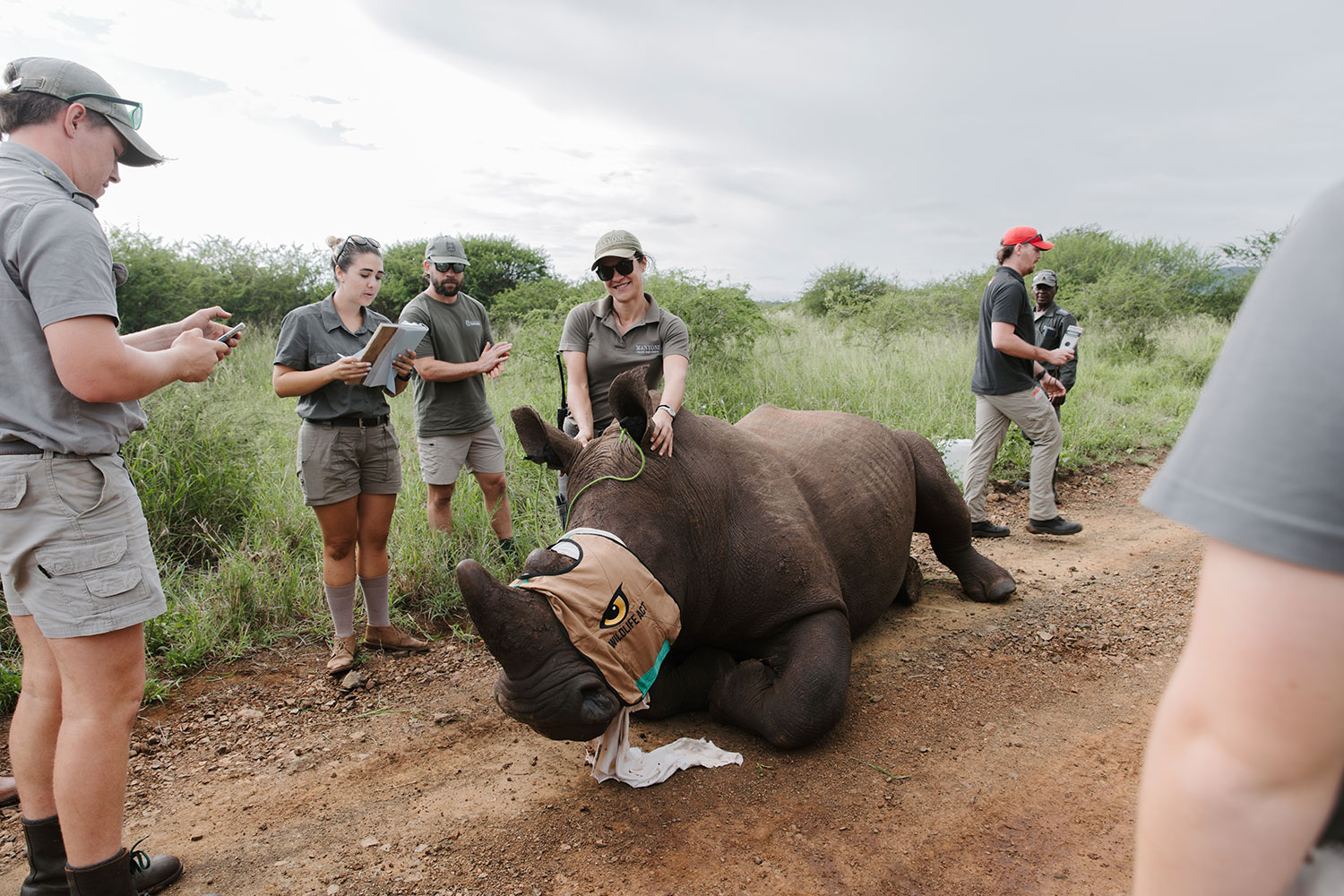 Rhino horn-trimming operation with the conservation team