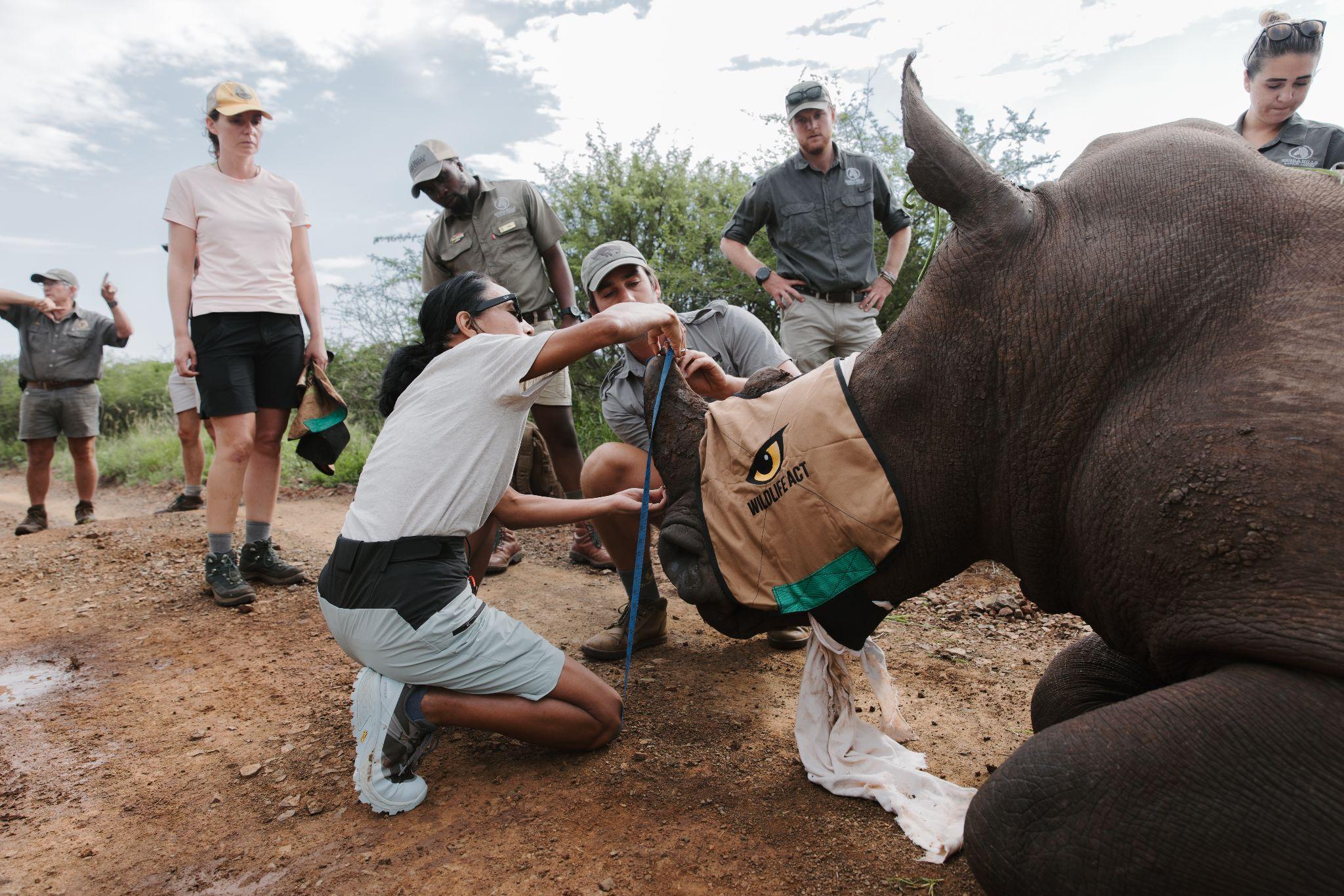 Legacy Conservation Safaris guests taking part in hands-on conservation work in the field