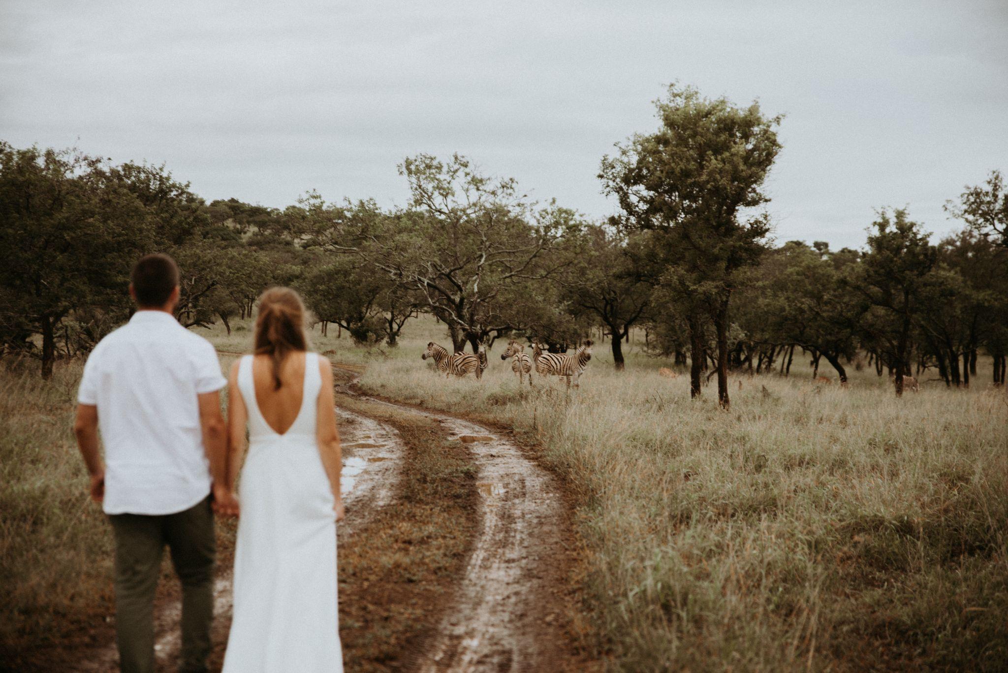 Walking the muddy roads on foot near Burchell's zebra on our wedding day in Manyoni Game Reserve