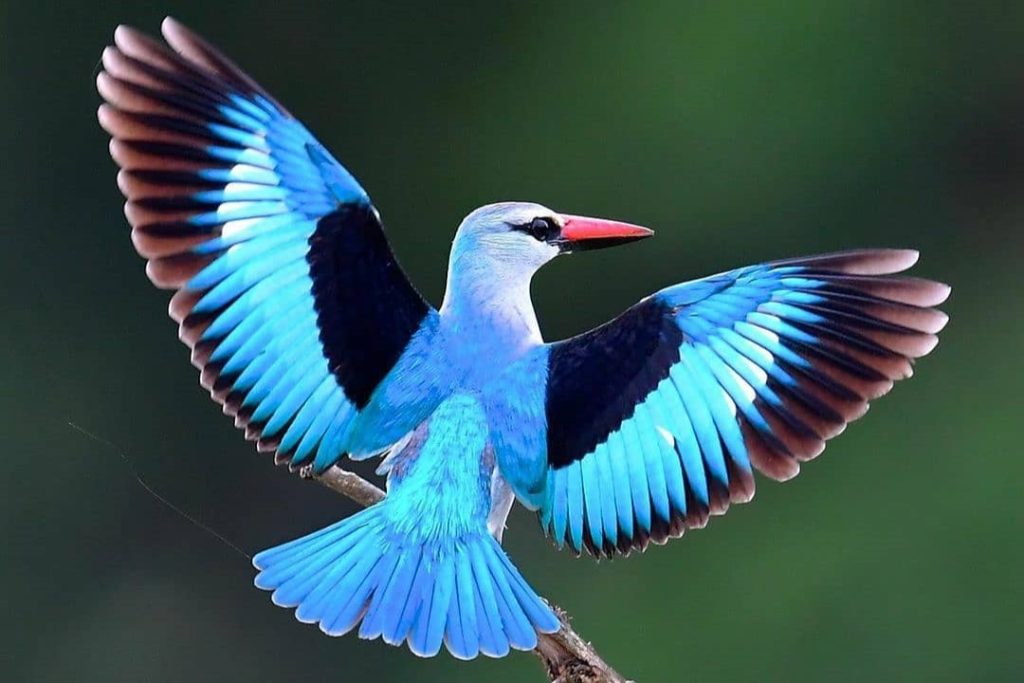 A woodland kingfisher with iridescent blue and turquoise plumage in Manyoni Game Reserve