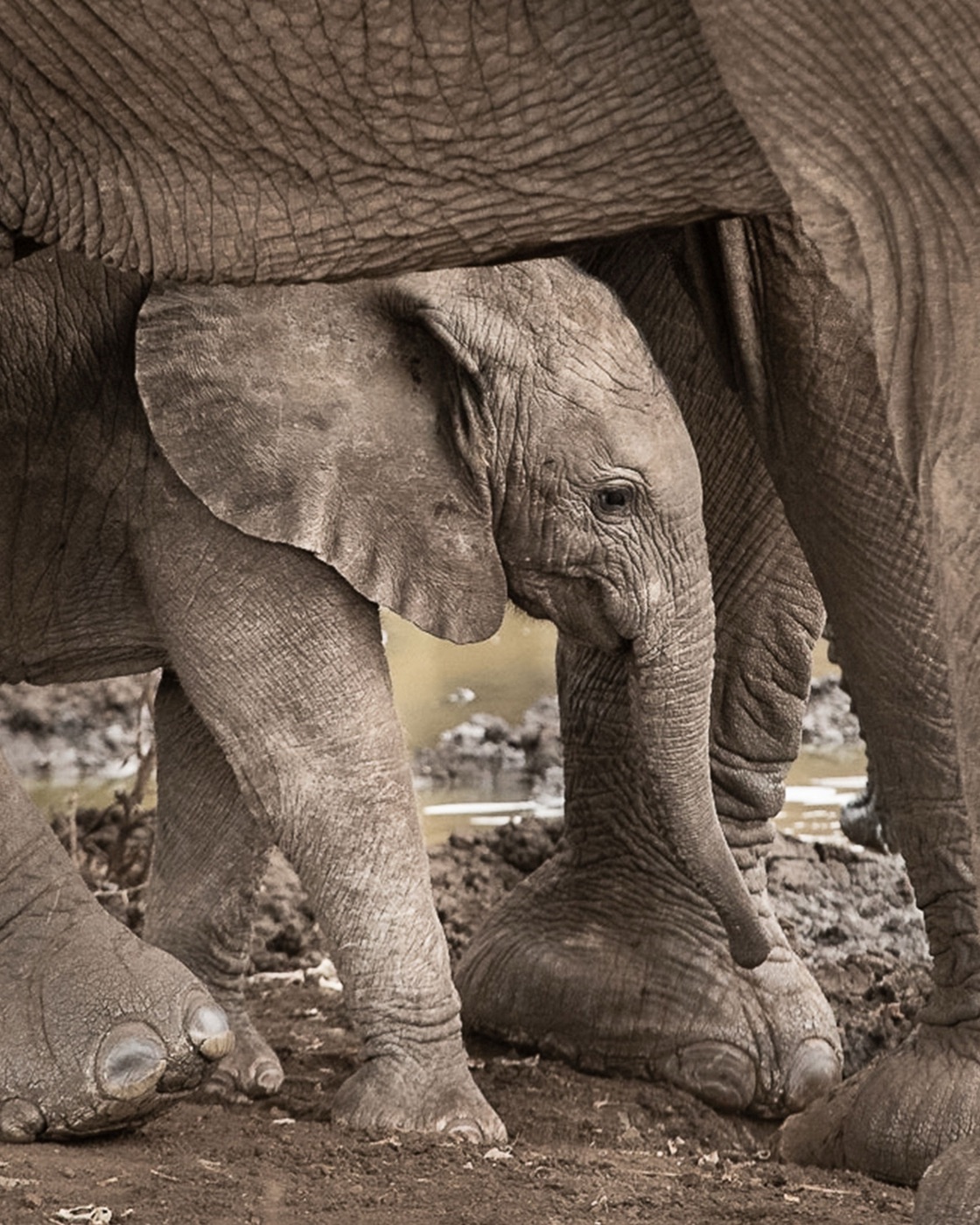 The 9-Day Legacy Conservation Safari, photo 10