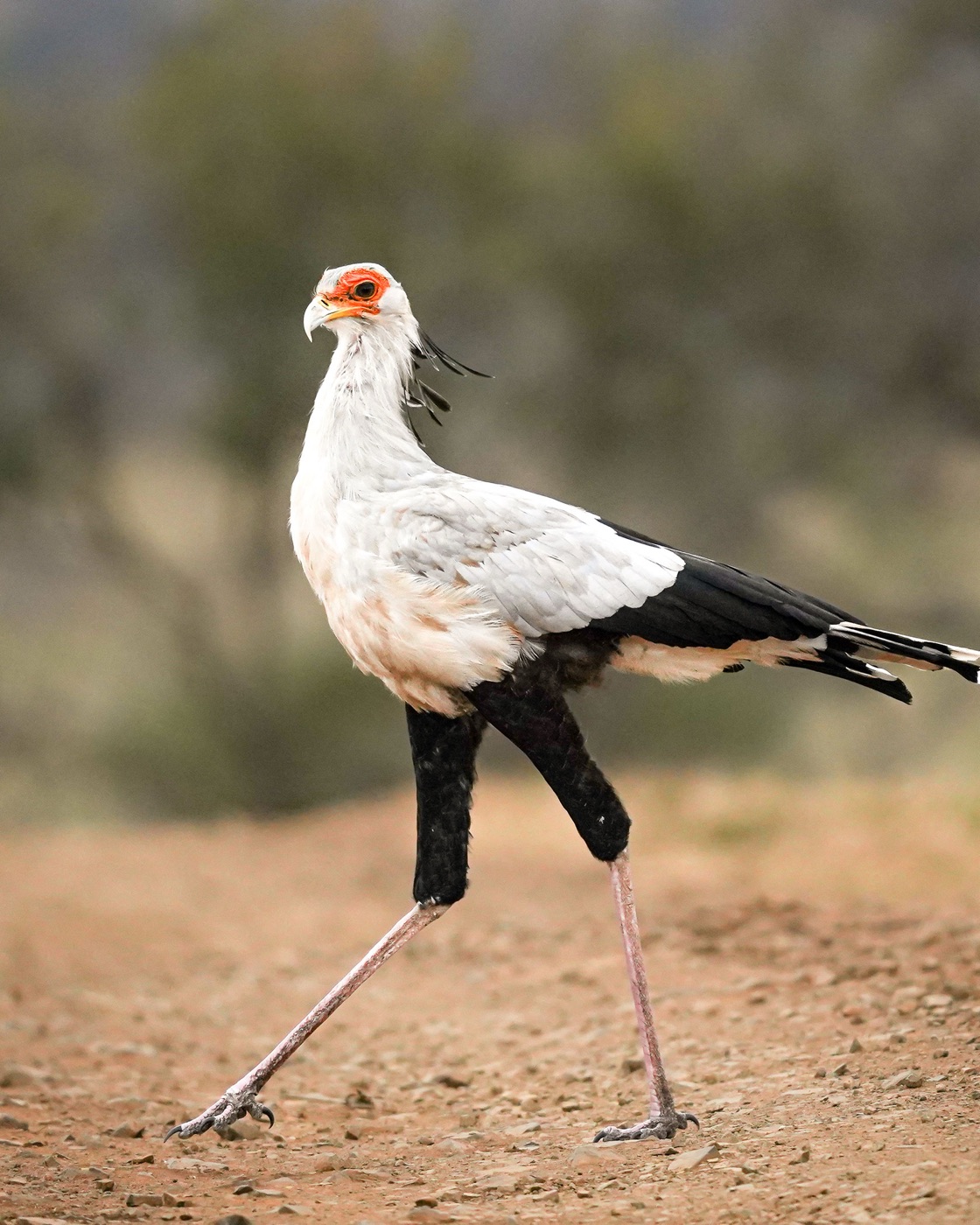 The 9-Day Legacy Conservation Safari, photo 4
