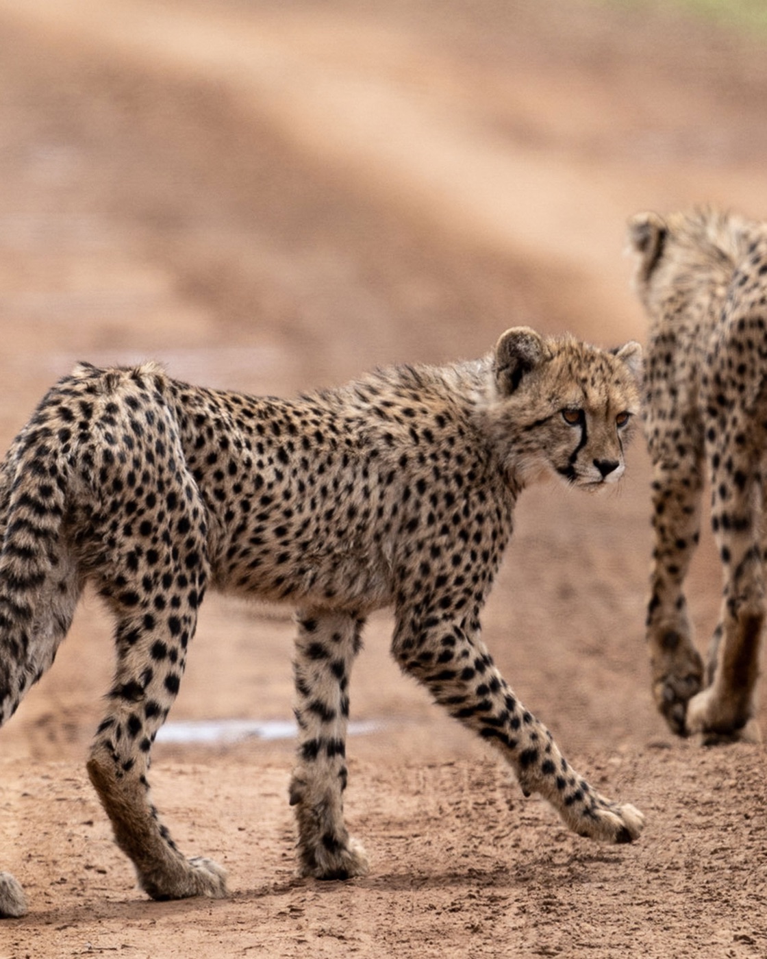 The 9-Day Legacy Conservation Safari, photo 5