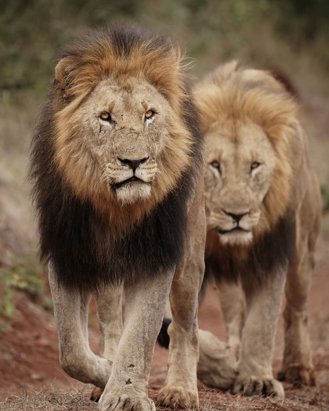 The 9-Day Legacy Conservation Safari, photo 6