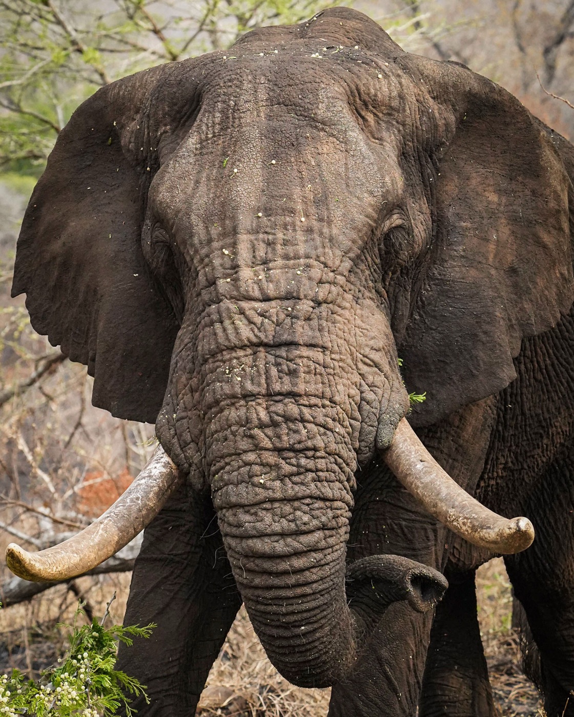The 9-Day Legacy Conservation Safari, photo 7