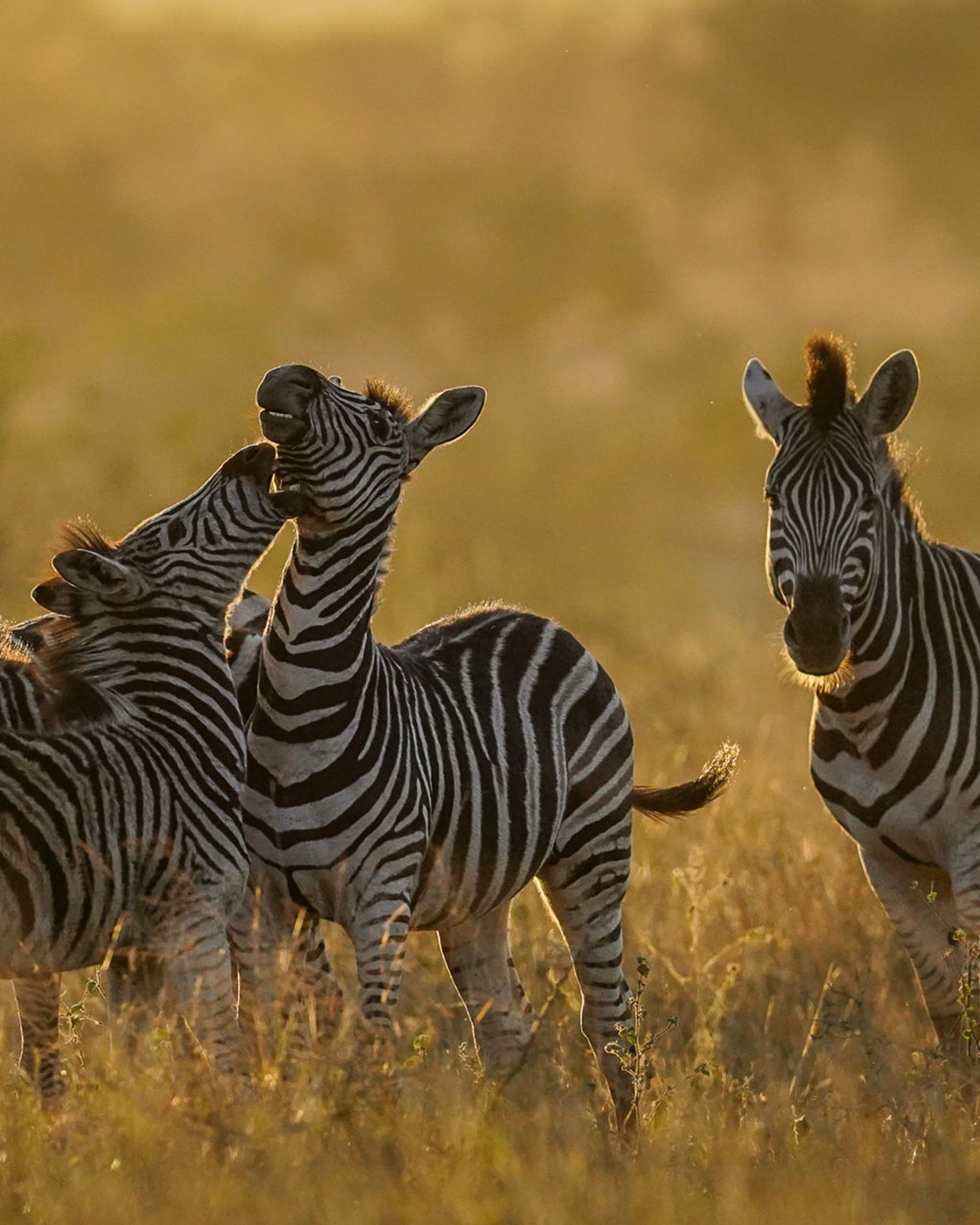 The 9-Day Legacy Conservation Safari, photo 8