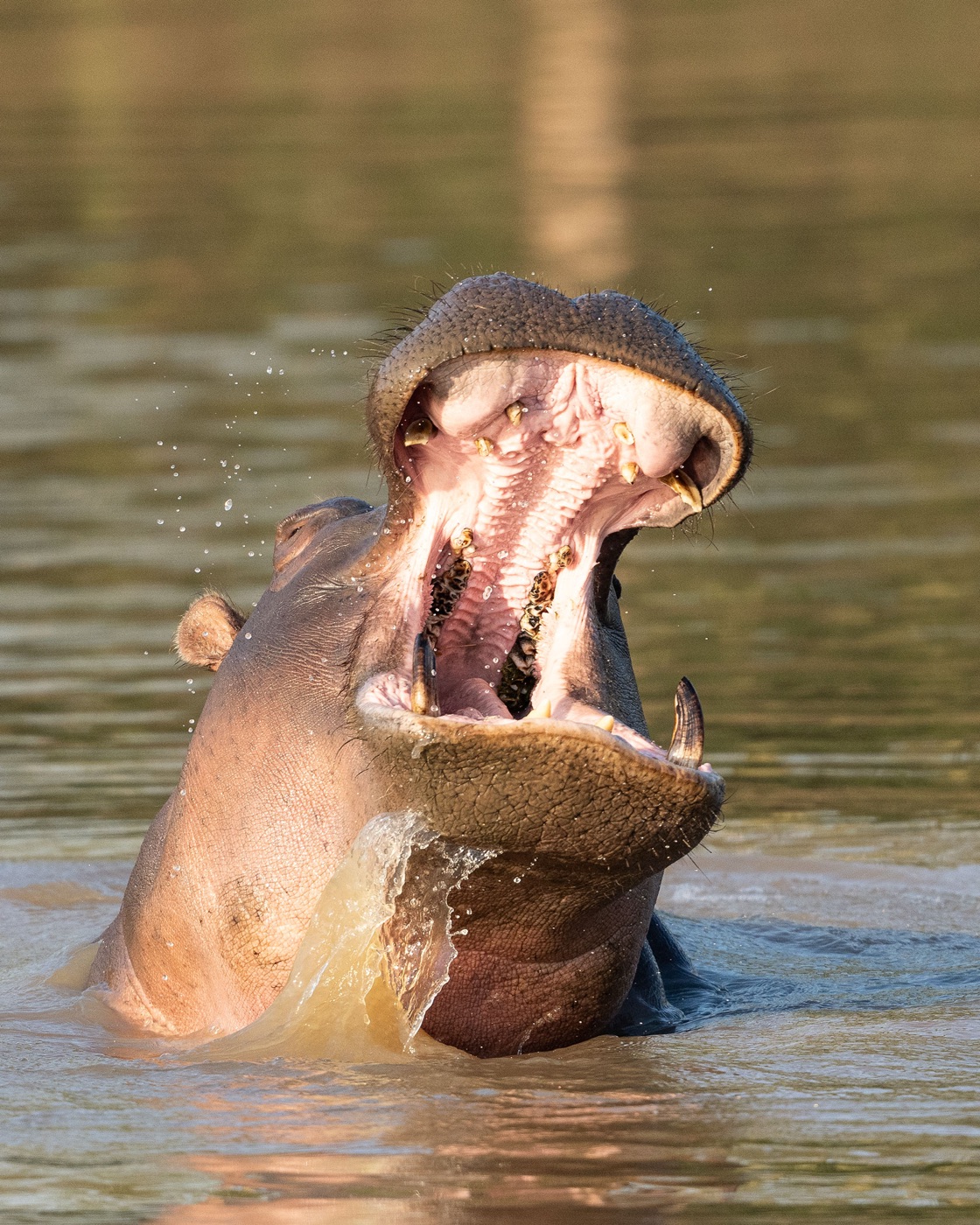 The 9-Day Legacy Conservation Safari, photo 9