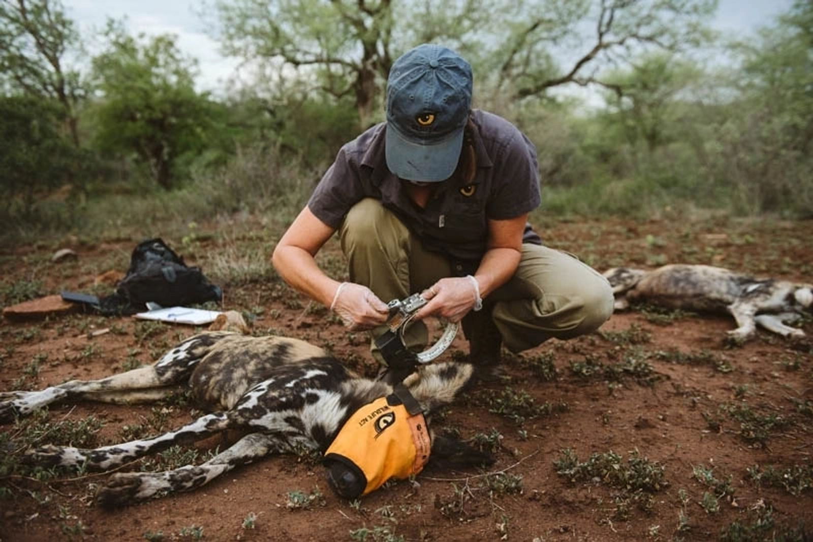 Cover image for: Wildlife ACT: Conservation Driven by Data and Dedication